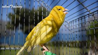 Most Beautiful Yellow Canary singing  canary training song [upl. by Yramliw]