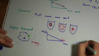 AQA GCSE Biology B1 summary Cells Part 2 [upl. by Veradis764]