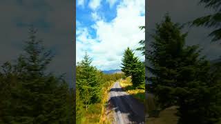 Scottish Summertime Conifers FPV drone flight [upl. by Mailliw]