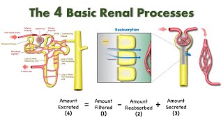 Elements of Renal Physiology Filtration Reabsorption Secretion and Excretion [upl. by Klepac323]