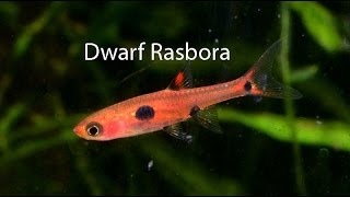 Dwarf Rasbora the underrated cousin of the Chili rasbora [upl. by Mikihisa]