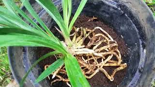 Repotting Cymbidium Orchid  Cymbidium Golden Elf  fragrant species orchid [upl. by Aniraad]