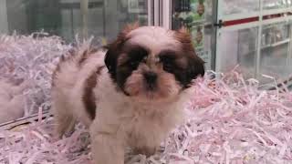 8092 Shih Tzu Hembra [upl. by Vittorio]