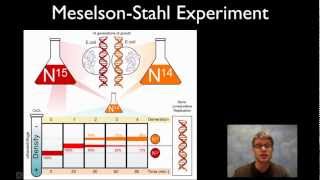 MeselsonStahl Experiment [upl. by Biancha]