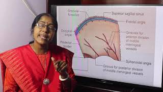 Lecture On Parietal bone [upl. by Tacy205]