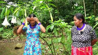 Bélgica Dahua  My Experience When I Drank Wanduk Brugmansia insignis [upl. by Sdlonyer468]