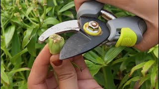 ASIATIC LILY SEED POD Asiatic lily after blooming shorts [upl. by Ibby]