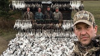 Duck Hunting Limits Mallard Hunt in Alberta Goose Hunt in Alberta [upl. by Afrikah]