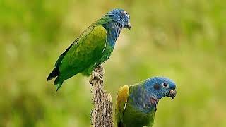 Blue headed parrot pionus parrot sound [upl. by Spieler]