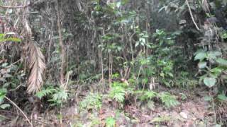 Laughingthrush Sound Satchari National Park Habiganj Bangladesh [upl. by Aneertak347]