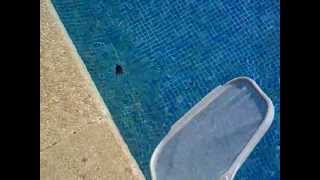 UN POBRE RATÓN NADANDO EN LA PISCINA  Palma de Mallorca  AUDIOVISOR [upl. by Sydel]