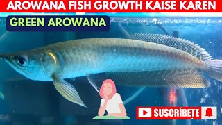 green arowana fish  ग्रीन एरोवाना फिश arowana fish  fishandgardeninformation arowana fish care [upl. by Alleras]