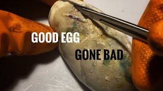 Good Egg Gone Bad [upl. by Etnohc]