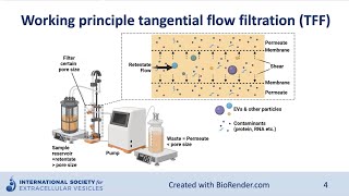 Ultrafiltration to concentrate extracellular vesicles [upl. by Modla]