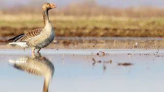 Greylag Goose birds in spring [upl. by Fleeman265]