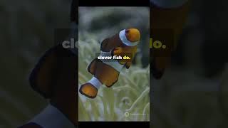 🤯Clownfish Bubbles Natures Cleaning Crew facts animals fish shorts short wildlife sea [upl. by Bandur]