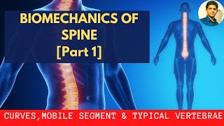 BIOMECHANICS OF SPINE  Curves Mobile segment Typical Vertebra  Spondlyolithesis  Part 1 [upl. by Emmi]