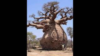 amazing trees in the world [upl. by Obadias]