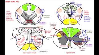 Medulla oblongata simplified sections of internal structure [upl. by Ennaj]