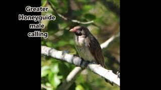 Greater Honeyguide male calling his quotVICtorquot call [upl. by Kentigera]