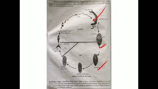 Schistosomiasis 1990 Part 2 of 3 [upl. by Vastha]