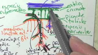 Meninges y liquido cerebroespinal [upl. by Ennovahs]