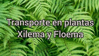 Transporte en plantas Xilema y Floema [upl. by Ellenyl]