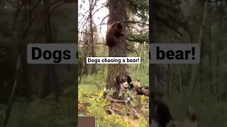 Dog vs Bear bearhunting [upl. by Kallman821]