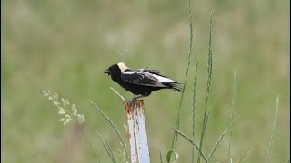 Bobolinks and more [upl. by Novyart]