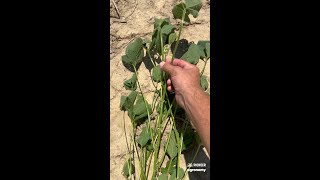 Soybean Fungicide Timing [upl. by Enelra]