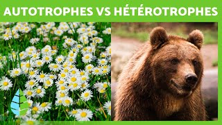 Organismes AUTOTROPHES et HÉTÉROTROPHES 🍄🐻 Types de Nutrition [upl. by Cathleen]