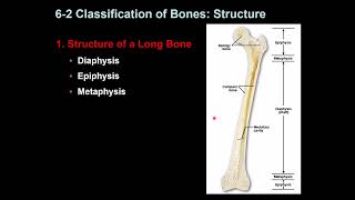 Osseous Tissue and Bone Structure [upl. by Berriman]