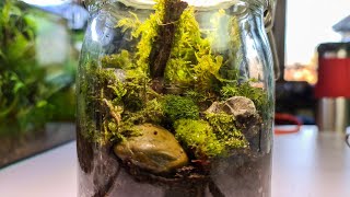 Das ewige Terrarium [upl. by Ardnuasac]