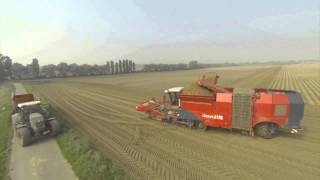 Dewulf Kwatro harvesting 3 x 90cm rows [upl. by Eladroc913]