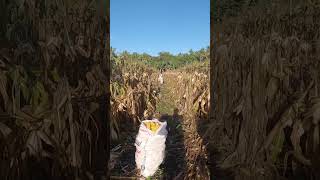 From Stalk to Sack Manual Corn Harvesting Techniques [upl. by Oakes62]