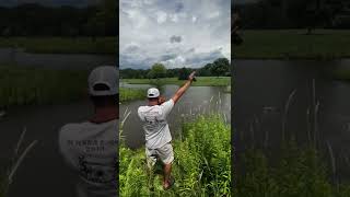 Water Blind Training Golden Retriever Duck Dog [upl. by Randa468]