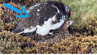 what is that rock ptarmigan doing haha horny Bird [upl. by Ennayelsel]