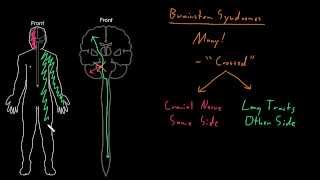 Syndrome Brainstem syndromes [upl. by Fianna]