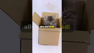 Schrödingers Cat Explained in 60 Second physicsfacts sciencefacts educationalvideo physics [upl. by Ninnette550]