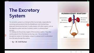 Excretory System class 1011 neet cbse bseb icse [upl. by Urd]