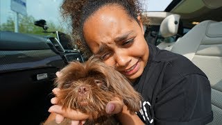 TIANA CRIED TIANAS PUPPY IS COMING HOME [upl. by Wilfrid]