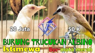 Burung Trucukan Albino Mata Merah  Bojonegoro [upl. by Rein]