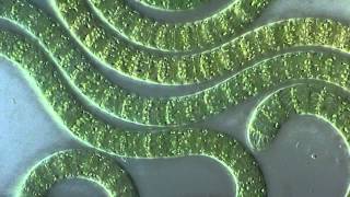 Cyanobacteria under microscope [upl. by Mitchell]