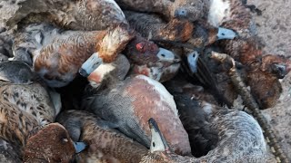 hunting European wigeon and pinkfoot geese 2021 part 1 [upl. by Letizia]