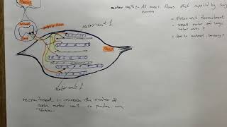 Muscular physiology motor unit properties of skeletal muscle شرح بالعربي [upl. by Aiuqat896]