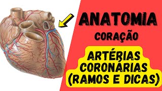 ANATOMIA  Quais são os ramos das artérias coronárias [upl. by Jutta]