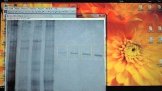 Using ImageJ to quantify protein bands on a PAGE gel [upl. by Salb]