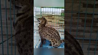 പുള്ളിവെരുക് എറണാകുളത്ത്  Indian Civet Cat rescued urbanwildlife sarpa animalrescue [upl. by Oinotnaesoj]