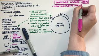 Plasmid design bacterial expression vector [upl. by Eahsat]