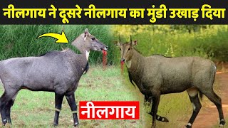 नीलगाय के बारे में जानकारी  Facts About Nilgai  Nilgai Ke Bare Mein Jankari [upl. by Viveca]